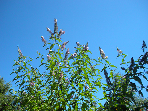 Butterfly bush (2)