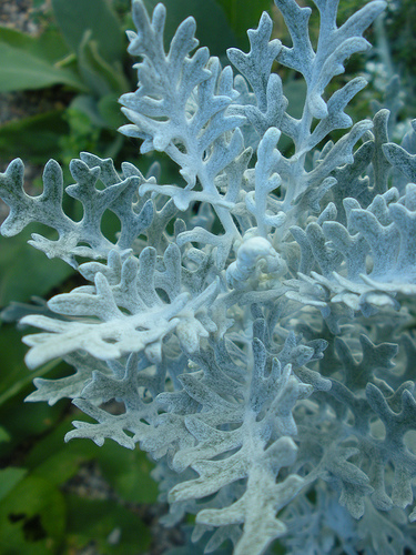 Dusty Miller 3