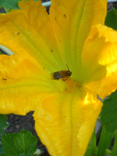 Bee in pollen 2