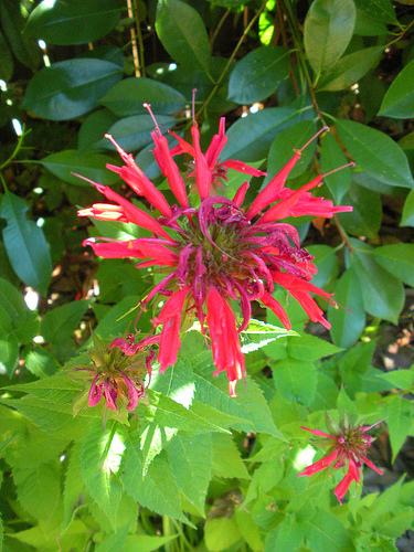 Bee balm 5