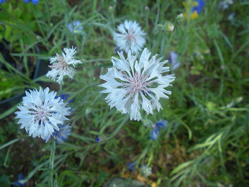 Cornflowers