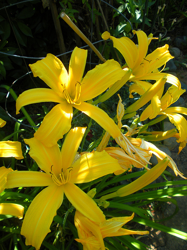 day lilies (1)