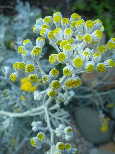 Dusty Miller