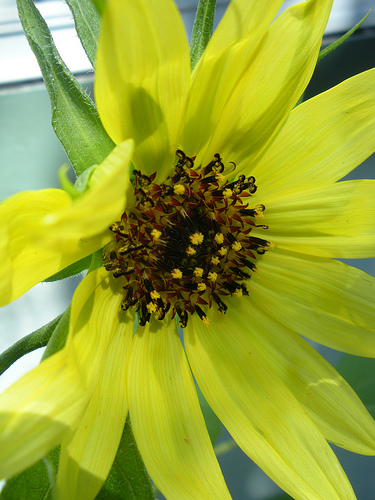 Lemon sunflower (2)