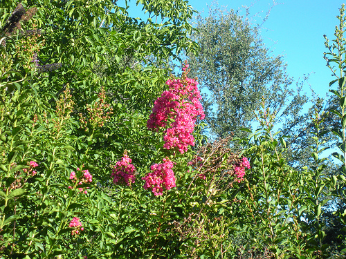 Crepe Myrtle