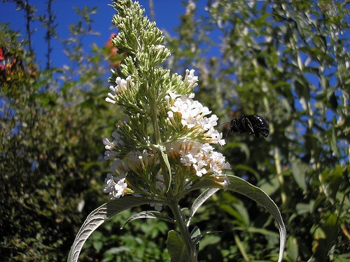 Bee in the butterfly bush