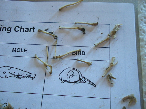 Bone Chart and Bones