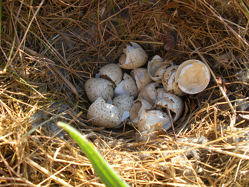 quail eggs (2)
