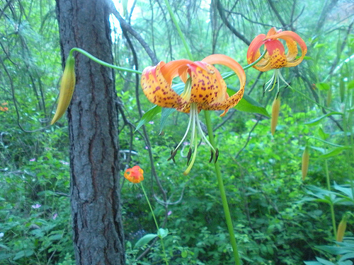 Tiger Lily 2