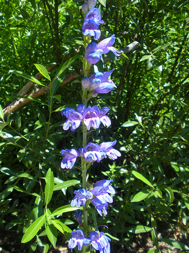 Wildflowers Purple