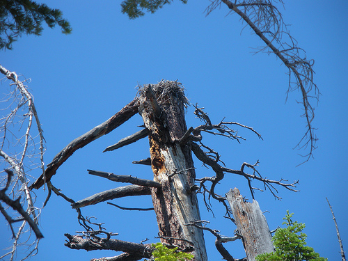 Osprey Nest