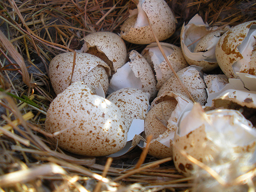 quail eggs (1)