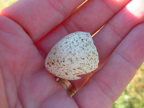 quail egg shells (2)