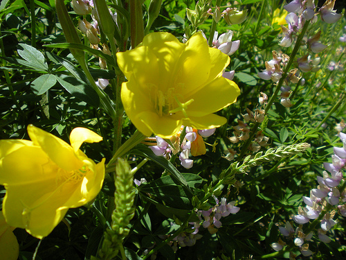 Yellow Wildflowers