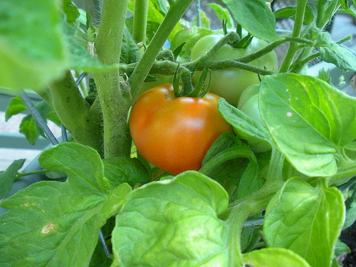 Tomato Plant