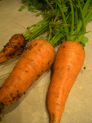 Carrots from the garden