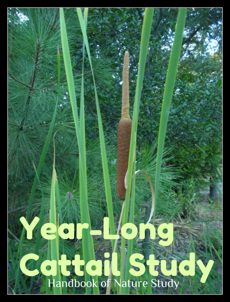 Year Long Cattail Nature Study @handbookofnaturestudy.blogspot.com