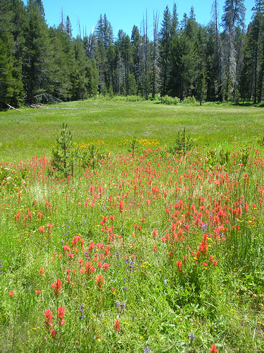 McGurks Meadow with Indian Paintbrush
