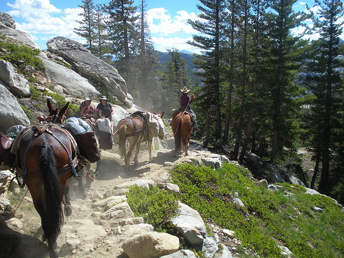 May Lake Trail sharing with Horses and Mules