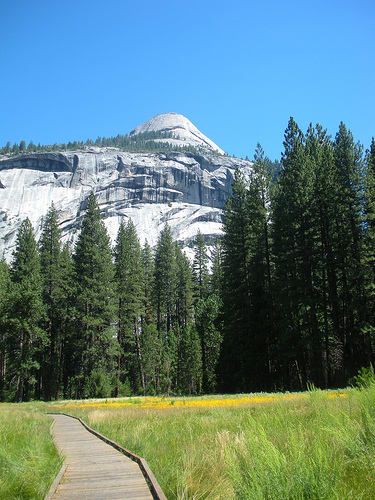 Yosemite Valley wildflowers