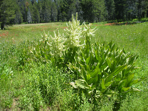 McGurks Meadow Corn Lilies