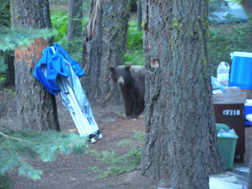 Bear in the campsite