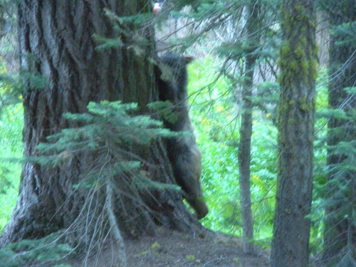 Bear trying to escape Dave banging the pot