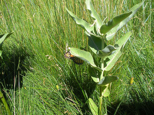 Yosemite Valley milkweed with monarch