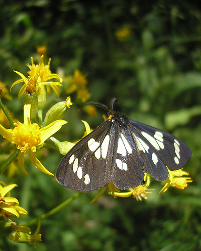 Moth on a Yellow Wildflower