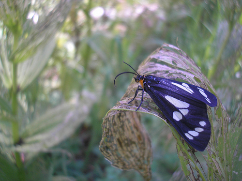 Moth on a Corn Lily