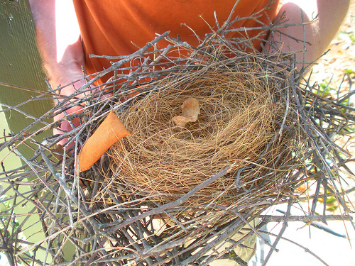 Western Scrub Jay Nest