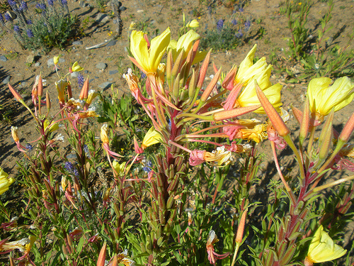 Hooker's Evening Primrose