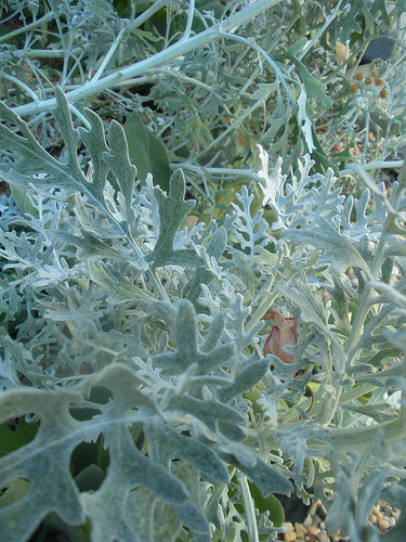 Dusty Miller 1