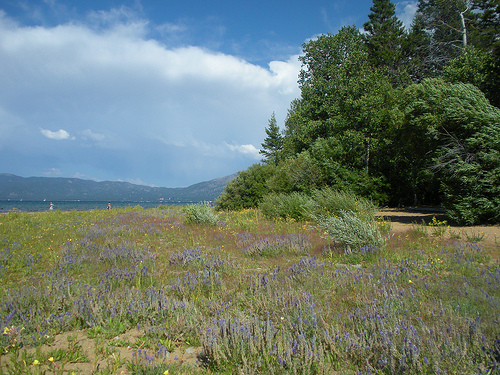 Tahoe Wildflowers