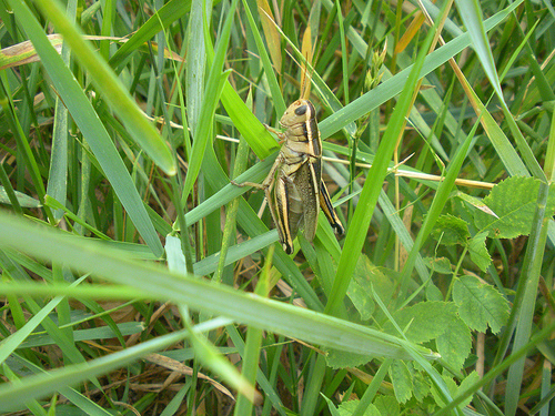 grasshopper (1)