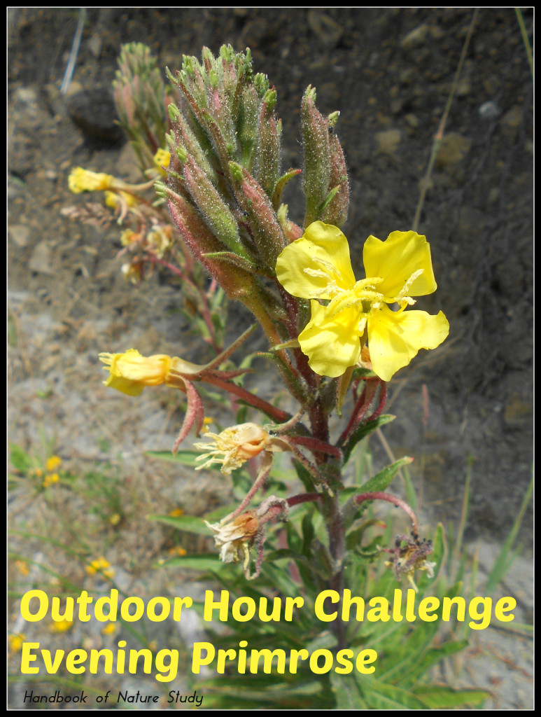 Outdoor Hour Challenge Evening Primrose @handbookofnaturestudy