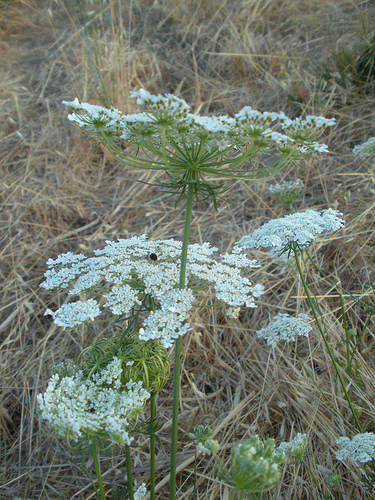 Queen Anne's Lace 8 10
