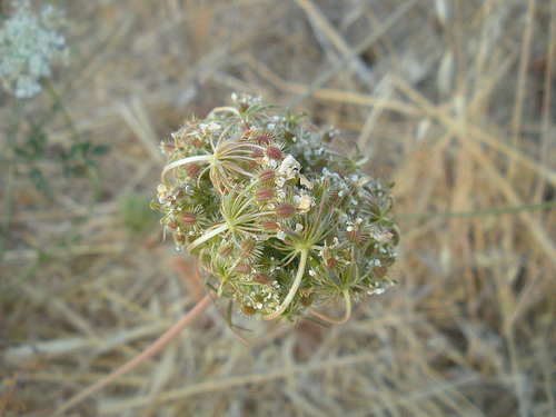 Queen Anne's Lace 8 10 seeds