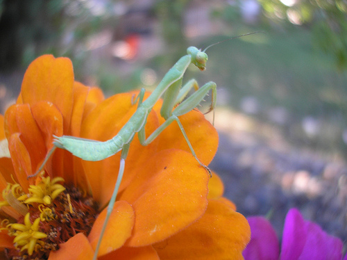 Praying Mantis 4