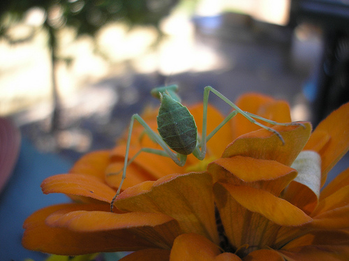 Praying Mantis 2