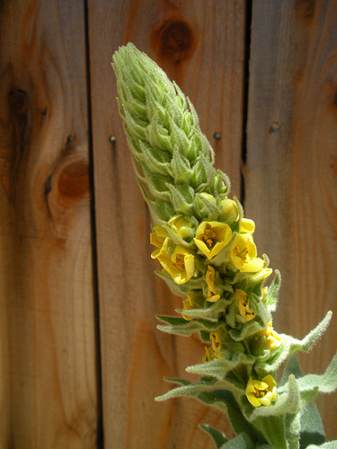 Mullein blooming