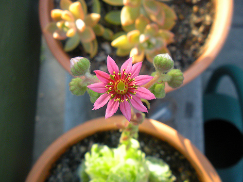 8 5 10 Blooming Pink Cactus