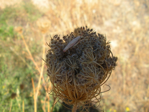 Queen Anne's Lace and Cricket