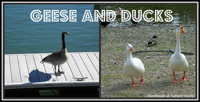 Geese+and+Duck+Nature+Study+@handbookofnaturestudy.blogspot.com.jpg