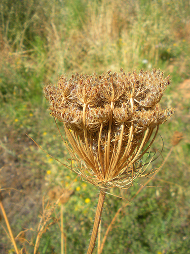 9 9 10 Queen Annes Lace (7)