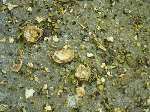 Walnut Shells