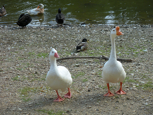 Geese and Ducks 9 30 10 (9)