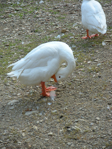 Geese and Ducks 9 30 10 (15)