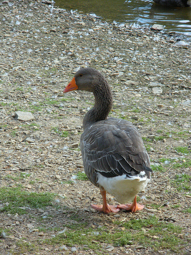 Geese and Ducks 9 30 10 (10)