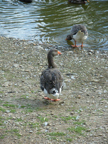 Geese and Ducks 9 30 10 (16)